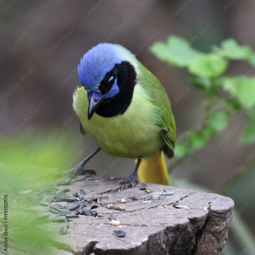 Fototapeta premium Green Jay at a Feeder