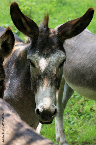 Принти на полотні Herd of donkeys on breeding farm in Poland