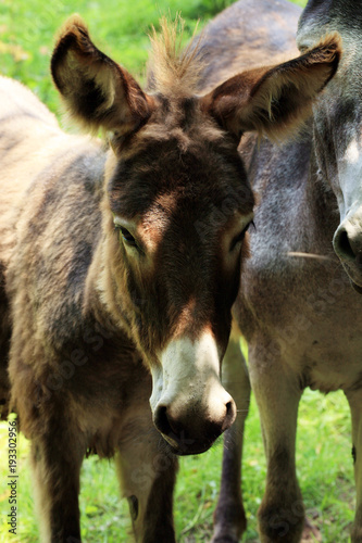 Canvas Herd of donkeys on breeding farm in Poland