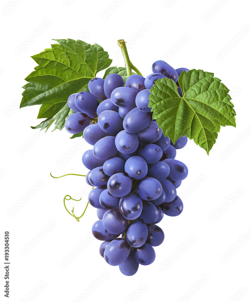 Fototapeta premium Vertical bunch of blue grapes isolated on white background