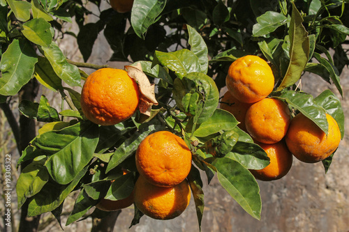 orange tree with ripe fruits