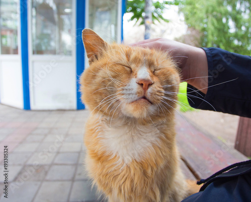 hand stroking the red headed cat photo