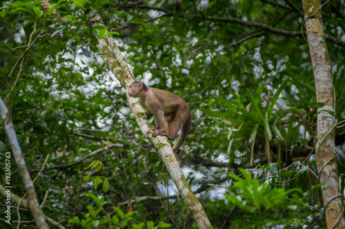 Wild Capuchin Monkey sitting over a branch, inside of the amazon rainforest in Cuyabeno National Park in Ecuador