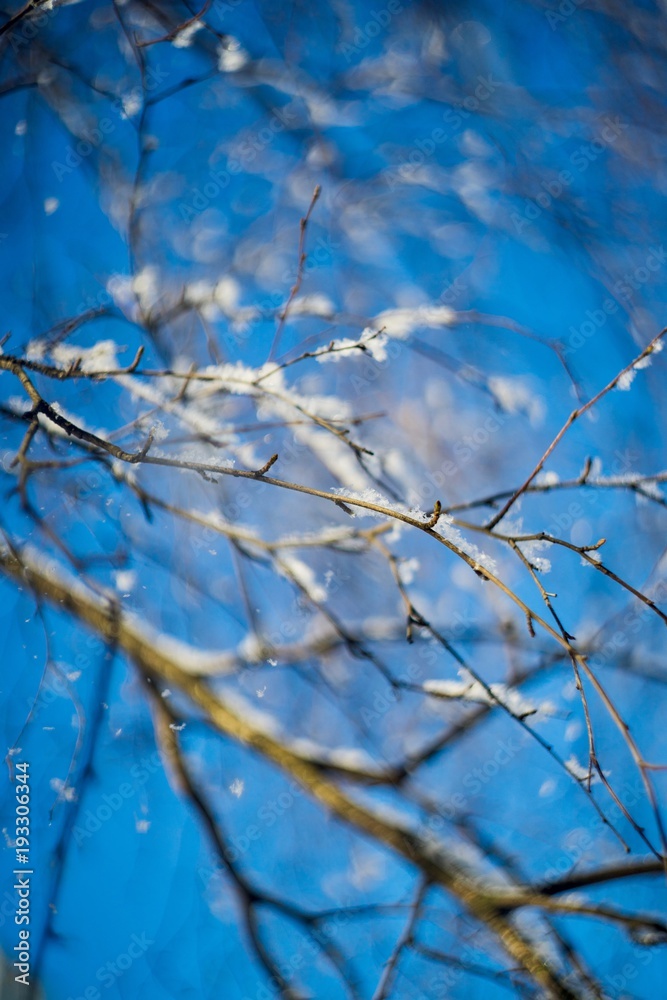 hoarfrost hoarfrost