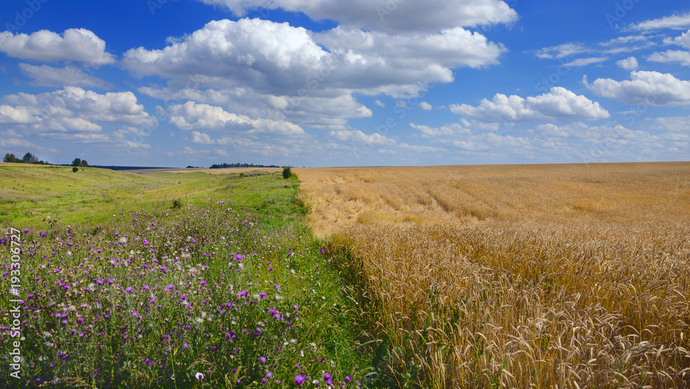 Naklejka premium Sunny summer landscape with field of ripe wheat.Blue sky with white clouds.Idyllic scenery.Countryside.Rich harvest. 