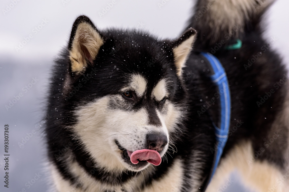 Obraz premium Cani da slitta