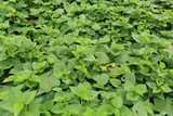 Sweet potato plants in growth at filed