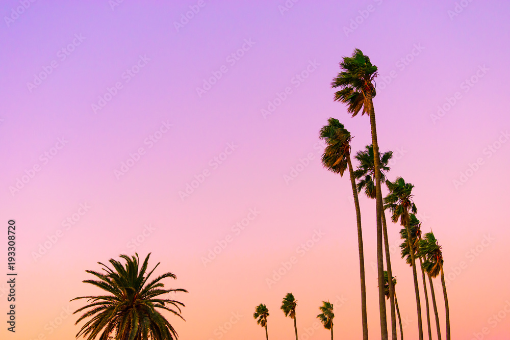 Naklejka premium Palm trees at sunset in St Kilda, Melbourne Australia