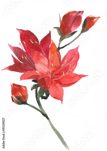 Elegant red lilies. Bright attractive flowers. Watercolor drawing of a lily.