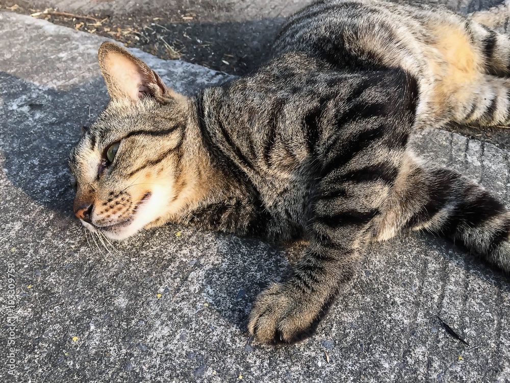 Closeup brown cat standing on the floor