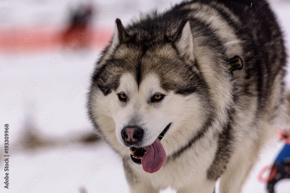 Obraz premium Cani da slitta