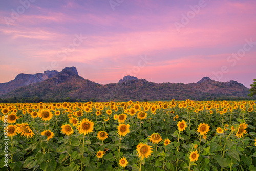 field of blooming sunflowers on a mountain background sunset