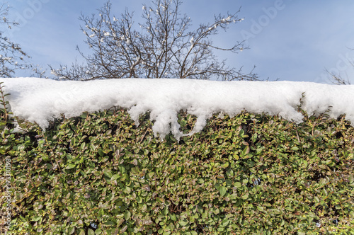 Green ivy fence covered with snow forosty pattern with sky background