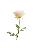 Pink rose isolated white background