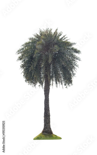 palm on white background, Isolated © SUKON