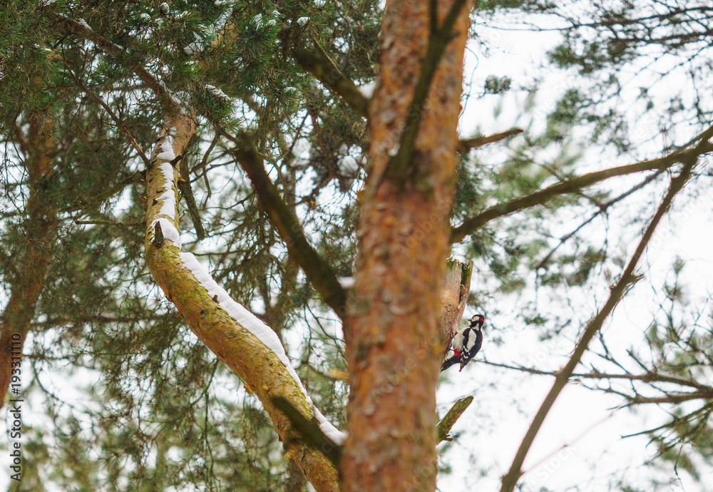 Fototapeta premium woodpecker in the winter...