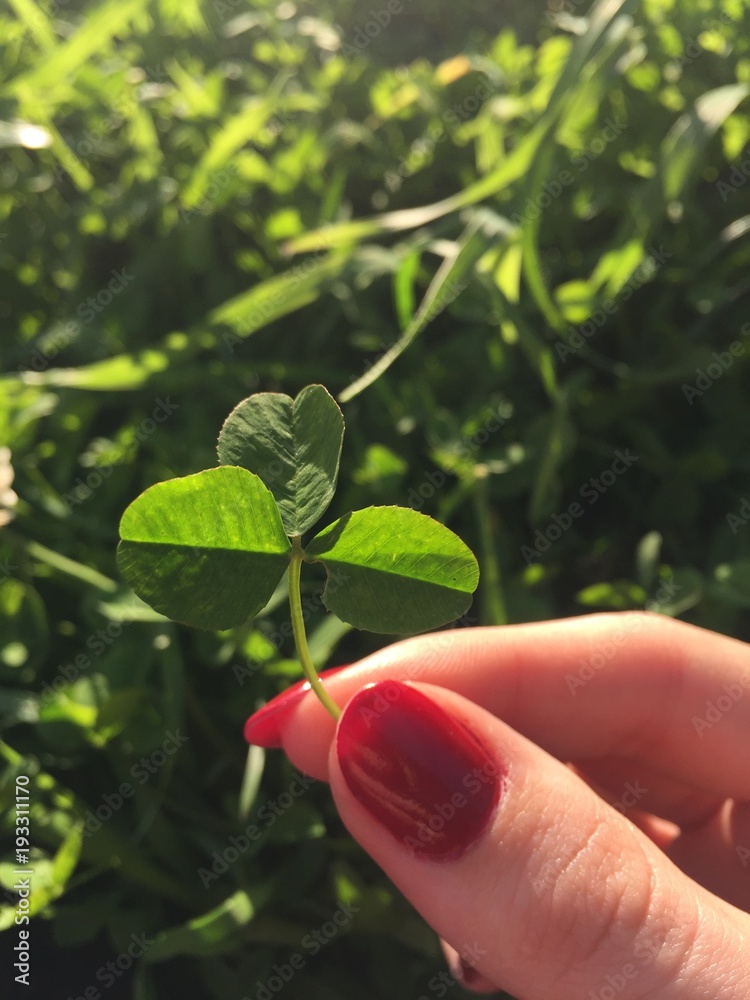 Leaves in hand Leaves in hand