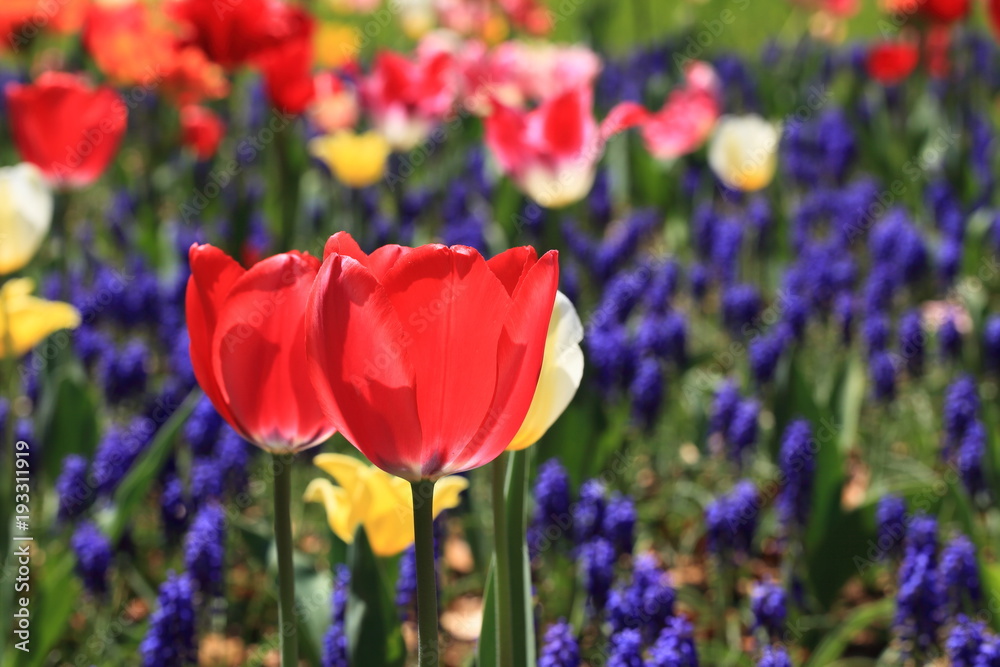 Obraz premium チューリップ tulips