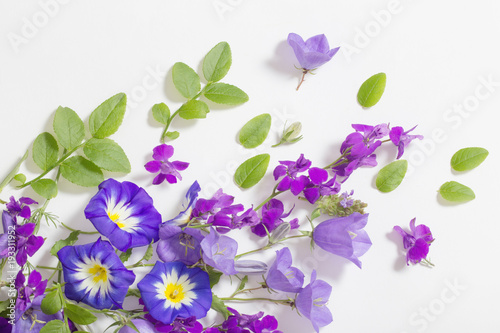 Fototapeta Naklejka Na Ścianę i Meble -  blue summer flowers on white background