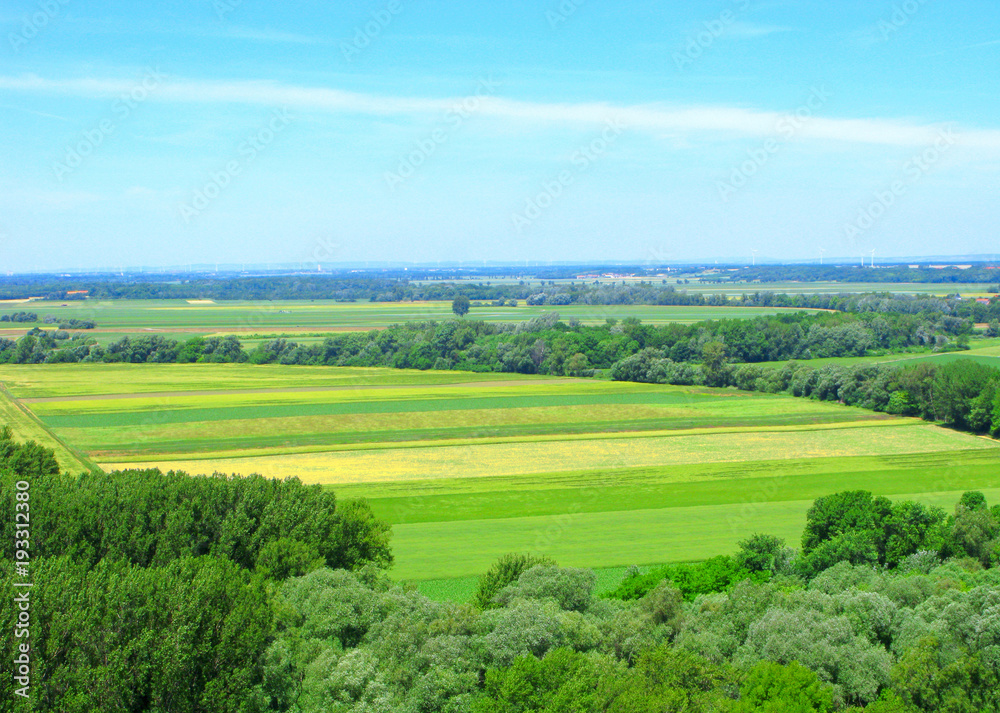 Agriculture, cultivated lands. Rural landscape. Yellow and green fields in wooded area. Sunny day, blue sky. Top view. 