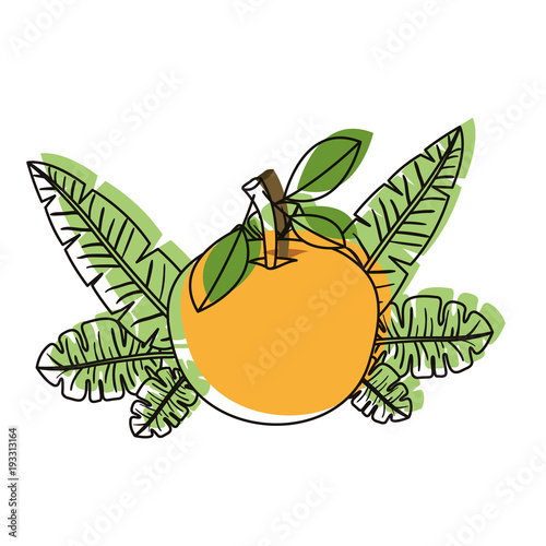 orange with leafs fresh and citrus fruit vector illustration design