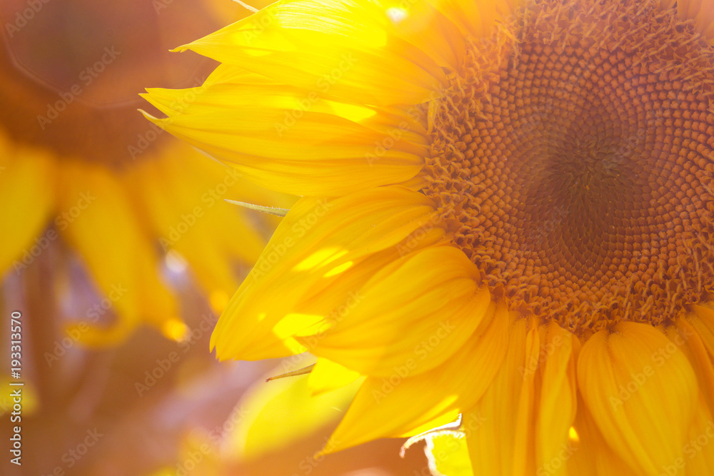 Fototapeta premium sunflowers at the field