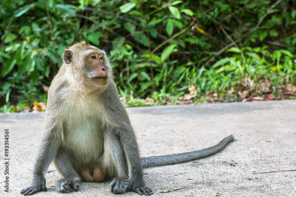Monkey sitting on a road. Travel in Southeast Asia. Monkey sitting on a road. Travel in Southeast Asia.