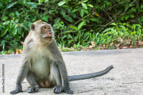 Monkey sitting on a road. Travel in Southeast Asia.