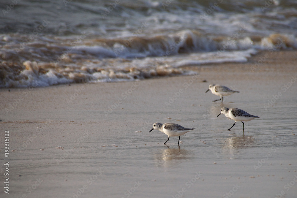 Sanderling wading birds searching for food at the shoreline Sanderling wading birds searching for food at the shoreline