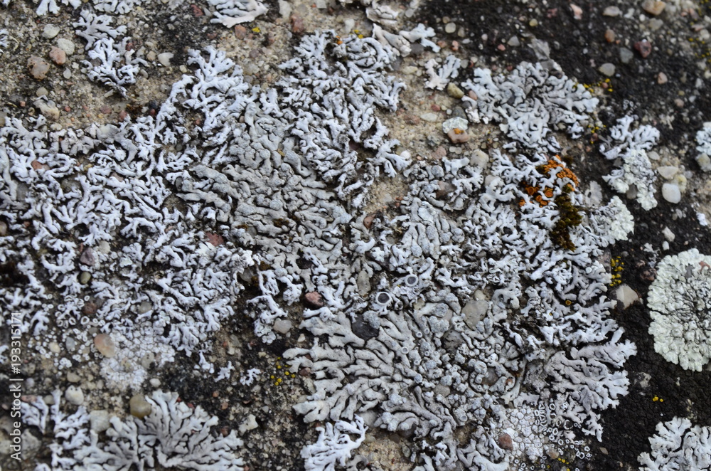 Mosses and lichens - mchy i porosty - obrazy, fototapety, plakaty 
