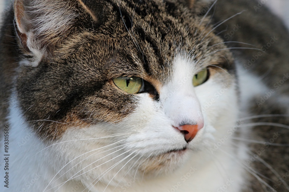 Kater schaut mürrisch zur Seite Kater schaut mürrisch zur Seite