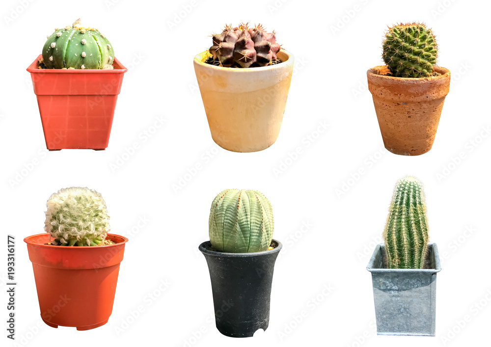 Set of six cactus isolated on white background with clipping path Set of six cactus isolated on white background with clipping path