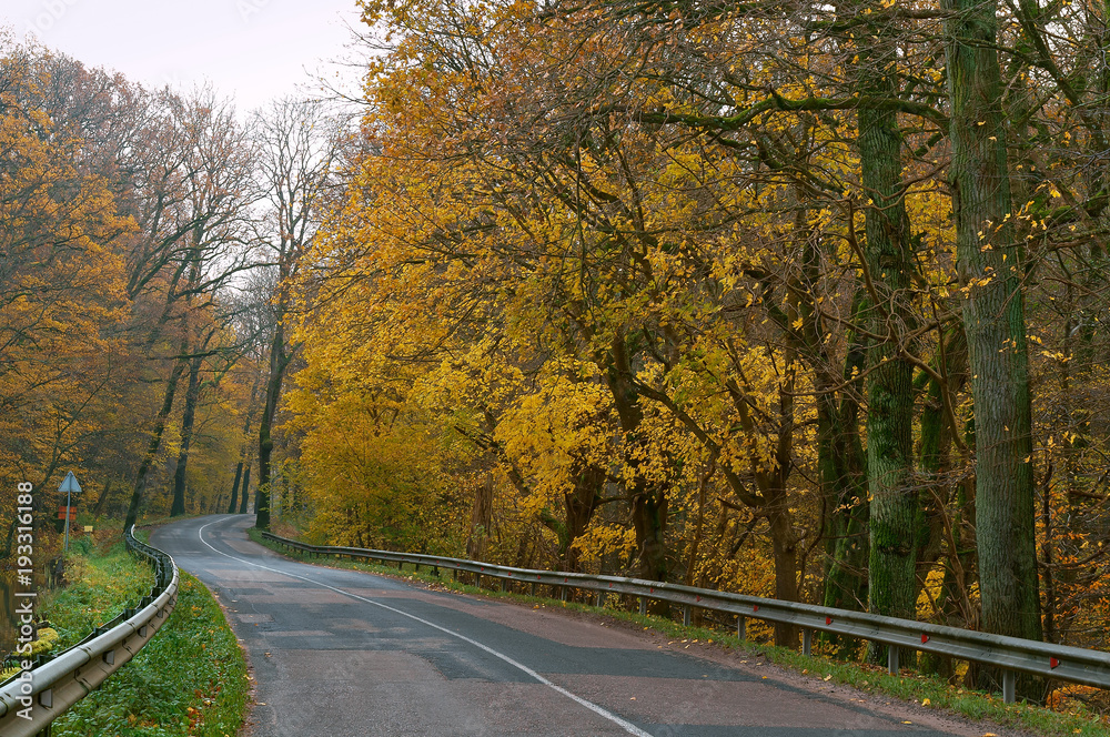 Obraz premium Road between autumn trees. Trees with yellow and red leaves on the side.
