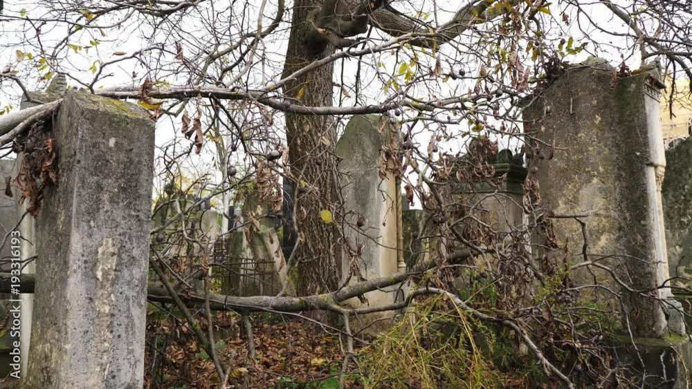 A tree fallen to the graves of an abandoned old Jewish cemetery A tree fallen to the graves of an abandoned old Jewish cemetery