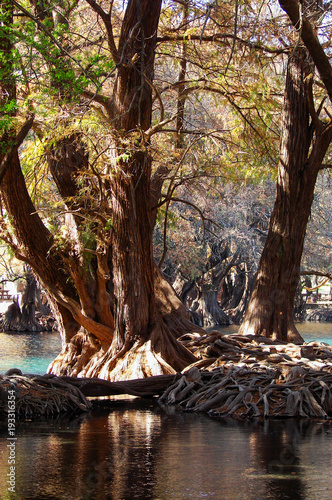 Lago de Camécuaro 6