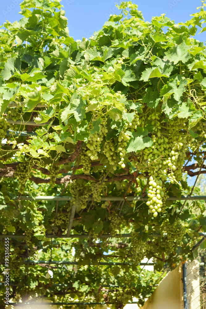 Fototapeta premium Green grape. Grapes on a vine on a vineyard. Greece.