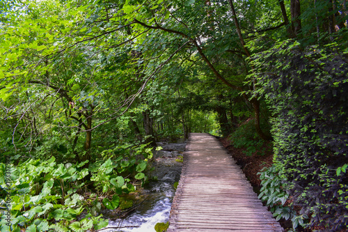 wooden path in deep forest spring time 