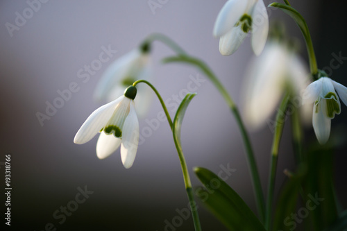 Fototapeta Naklejka Na Ścianę i Meble -  First little snowdrops in the garden. Close up. 