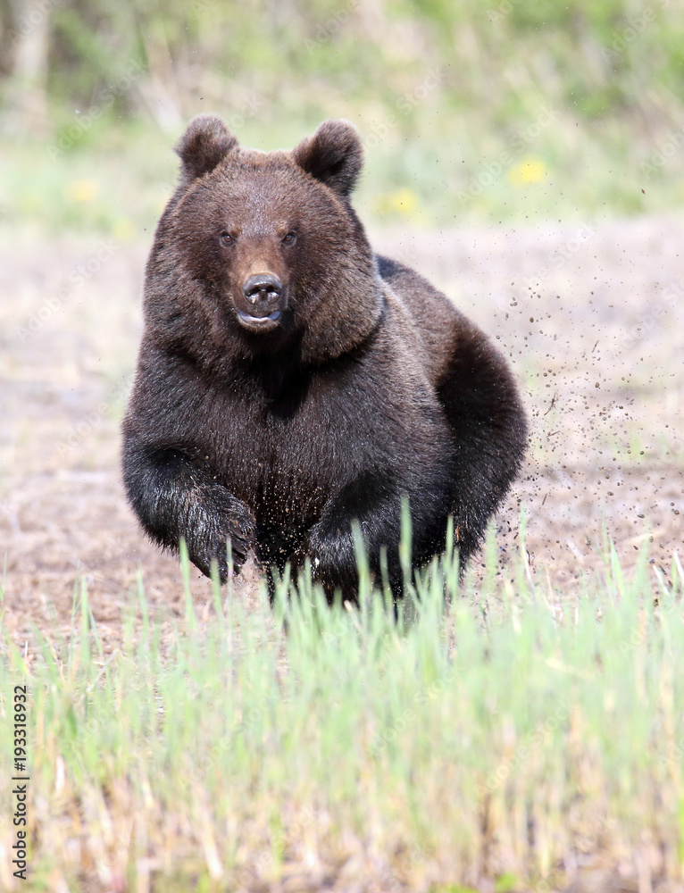 Fototapeta premium Bear