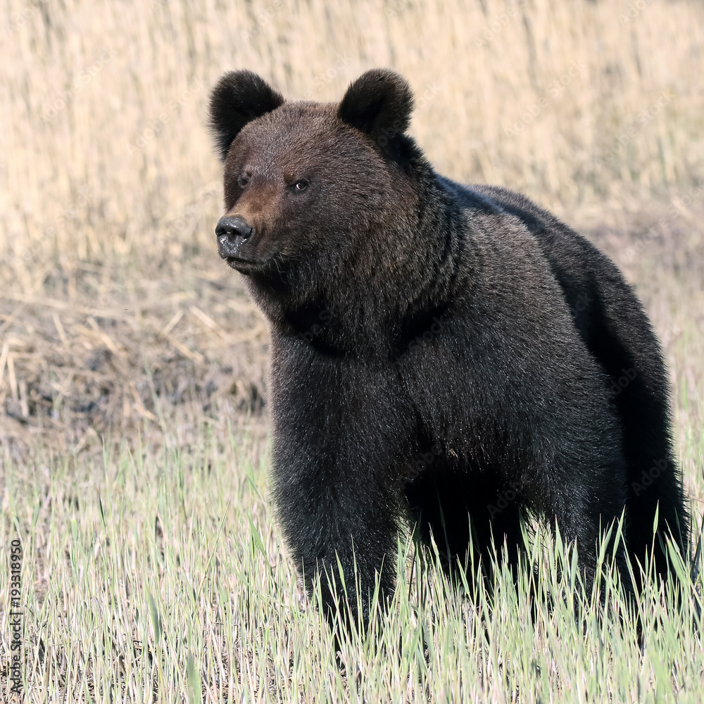 Bear Bear
