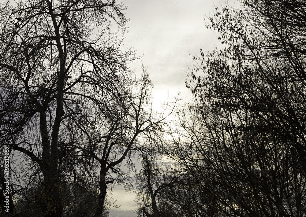 Branches of autumnal tree Branches of autumnal tree