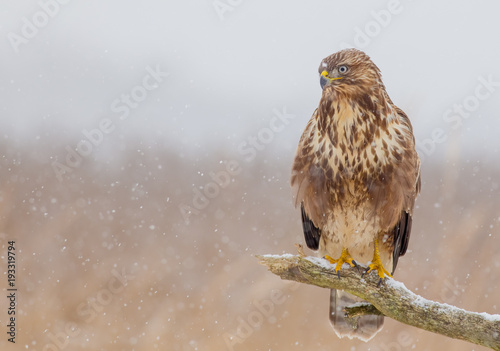 Common Buzzard - Buteo buteo
