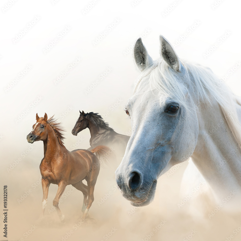Obraz Horses concept