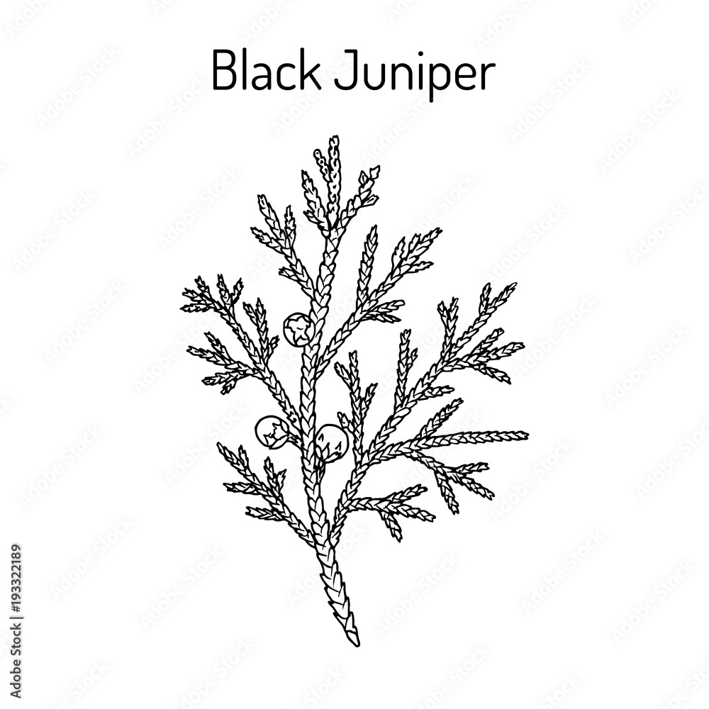 Black juniper Juniperus indica , evergreen medicinal plant. Stock ...