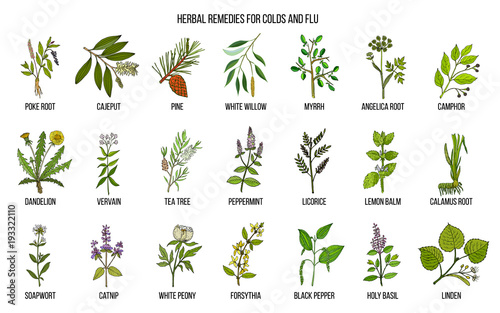 Collection of natural herbs for colds and flu