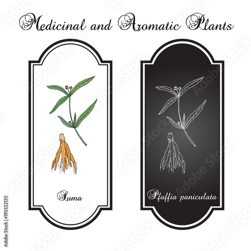 Suma root pfaffia paniculata , or brazilian ginseng