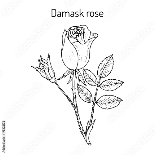 Damask rose Rosa damascena , ornamental and medicinal plant