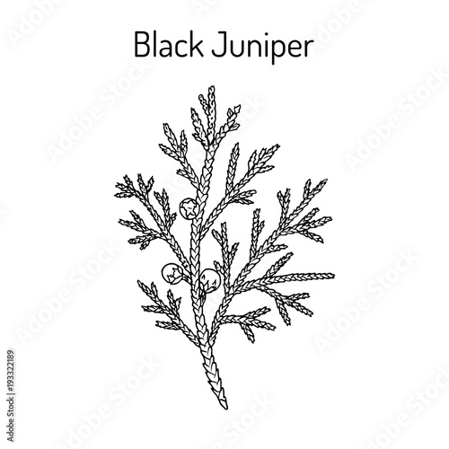 Black juniper Juniperus indica , evergreen medicinal plant.