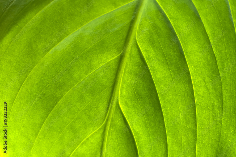 Green leaf close-up. Texture for design Green leaf close-up. Texture for design