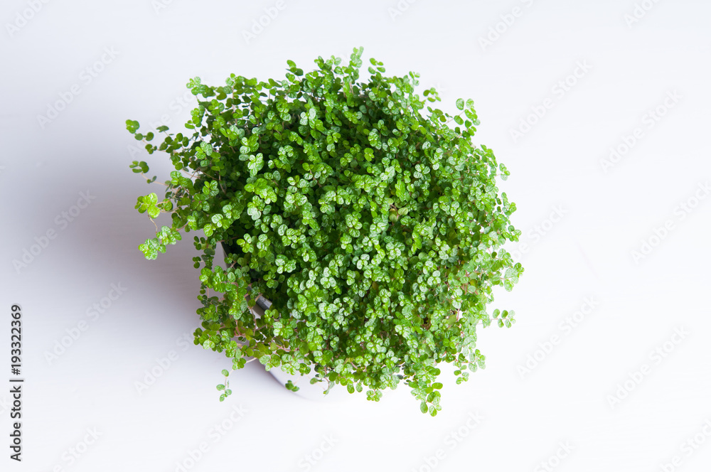 Obraz premium vibrant green plant on a white background